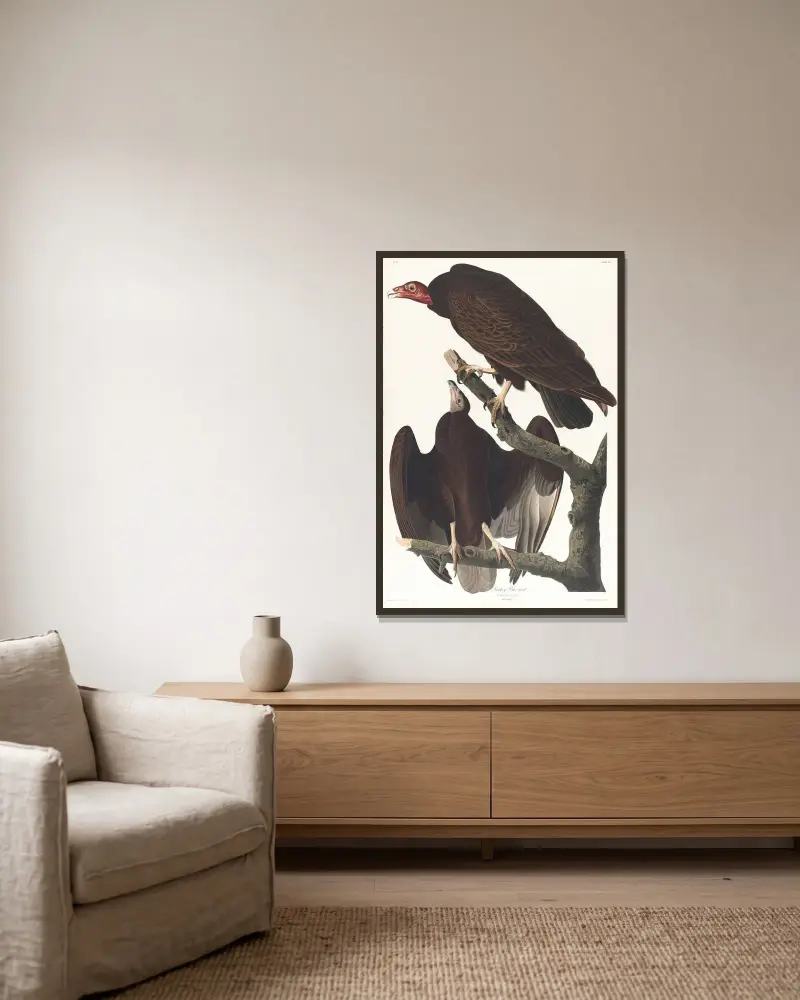 Turkey buzzard av John James Audubon inramad på en vägg