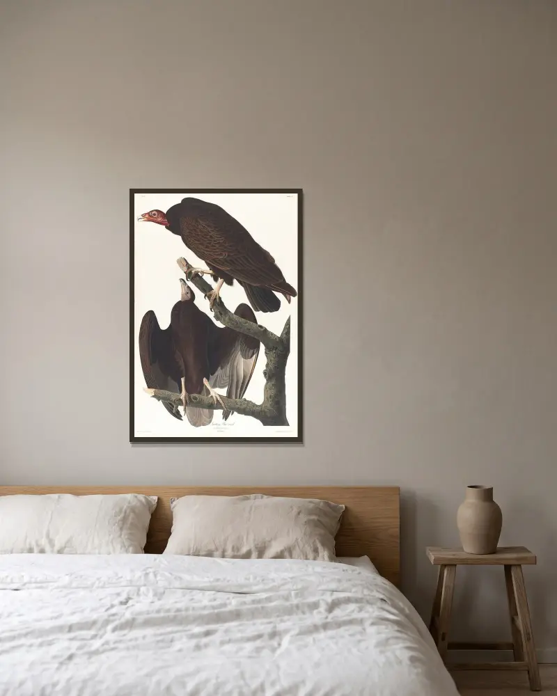 Turkey buzzard av John James Audubon inramad på en vägg