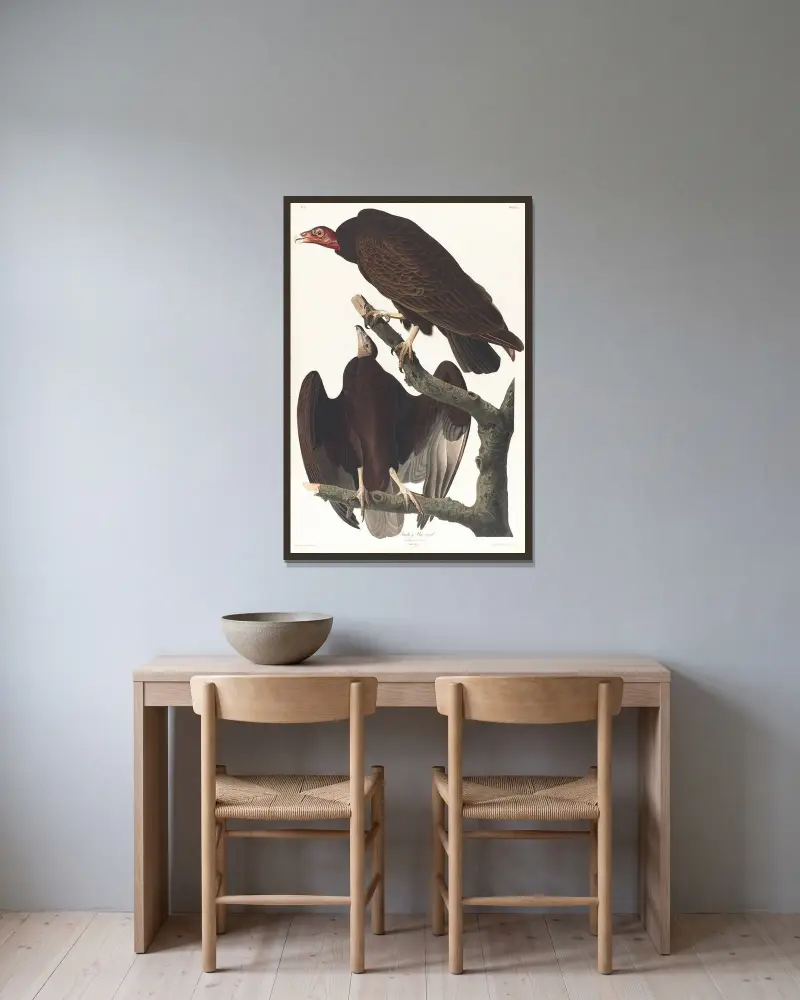 Turkey buzzard av John James Audubon inramad på en vägg