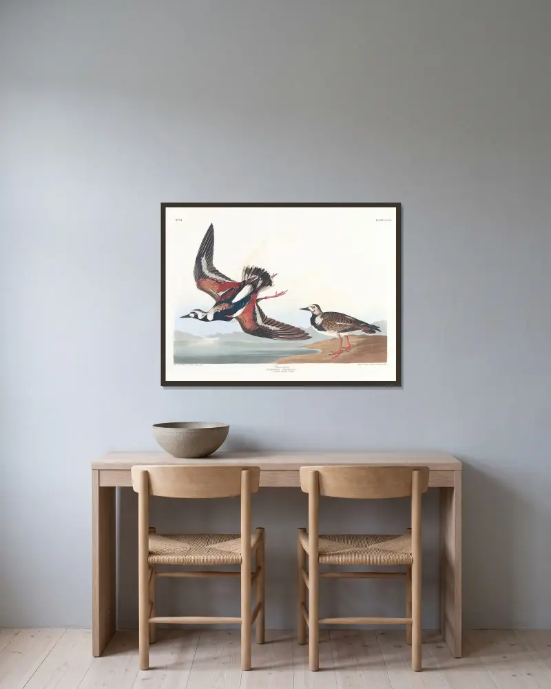 Kamiennik, John James Audubon w ramie na ścianie