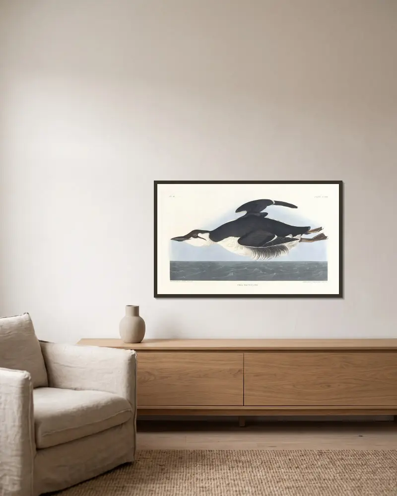 Uria brunnichii von John James Audubon gerahmt an einer Wand