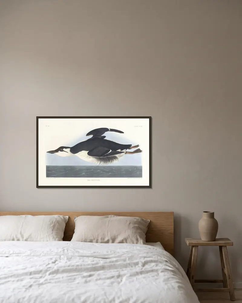 Uria brunnichii von John James Audubon gerahmt an einer Wand