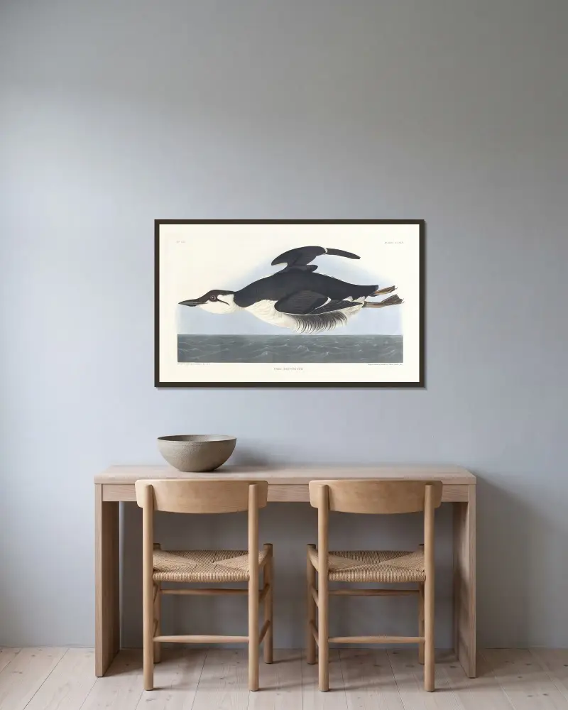 Uria brunnichii von John James Audubon gerahmt an einer Wand