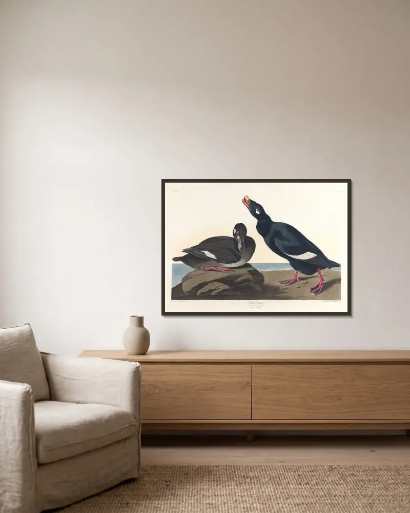Velvet duck av John James Audubon inramad på en vägg