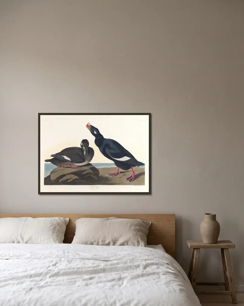 Velvet duck av John James Audubon inramad på en vägg