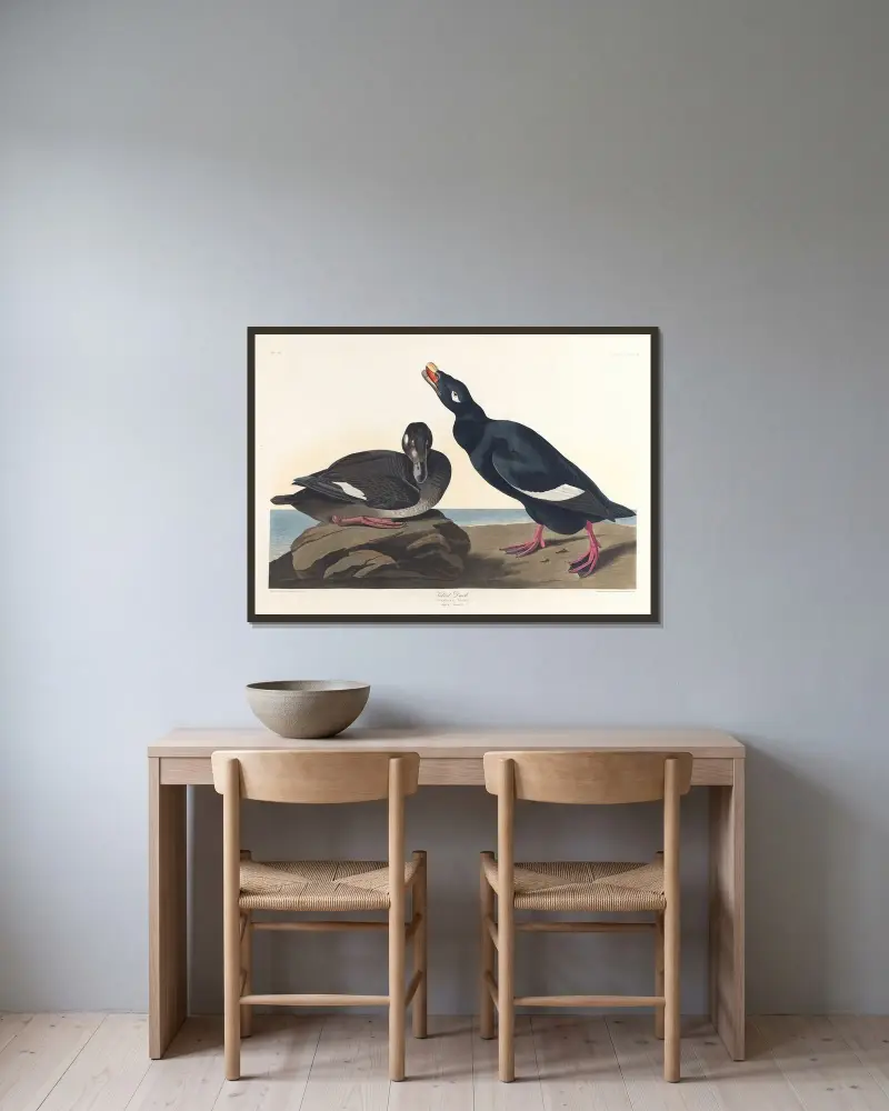 Velvet duck av John James Audubon inramad på en vägg