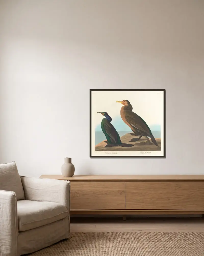 Violettgrüner Kormoran von John James Audubon gerahmt an einer Wand