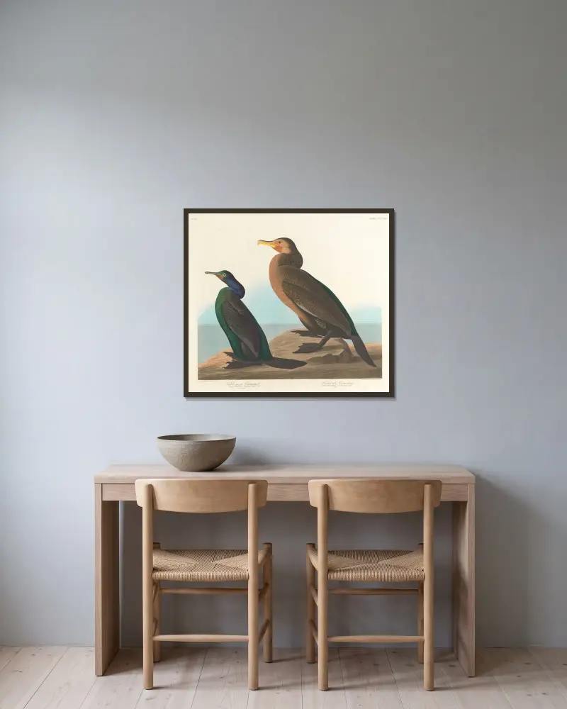 Violettgrüner Kormoran von John James Audubon gerahmt an einer Wand