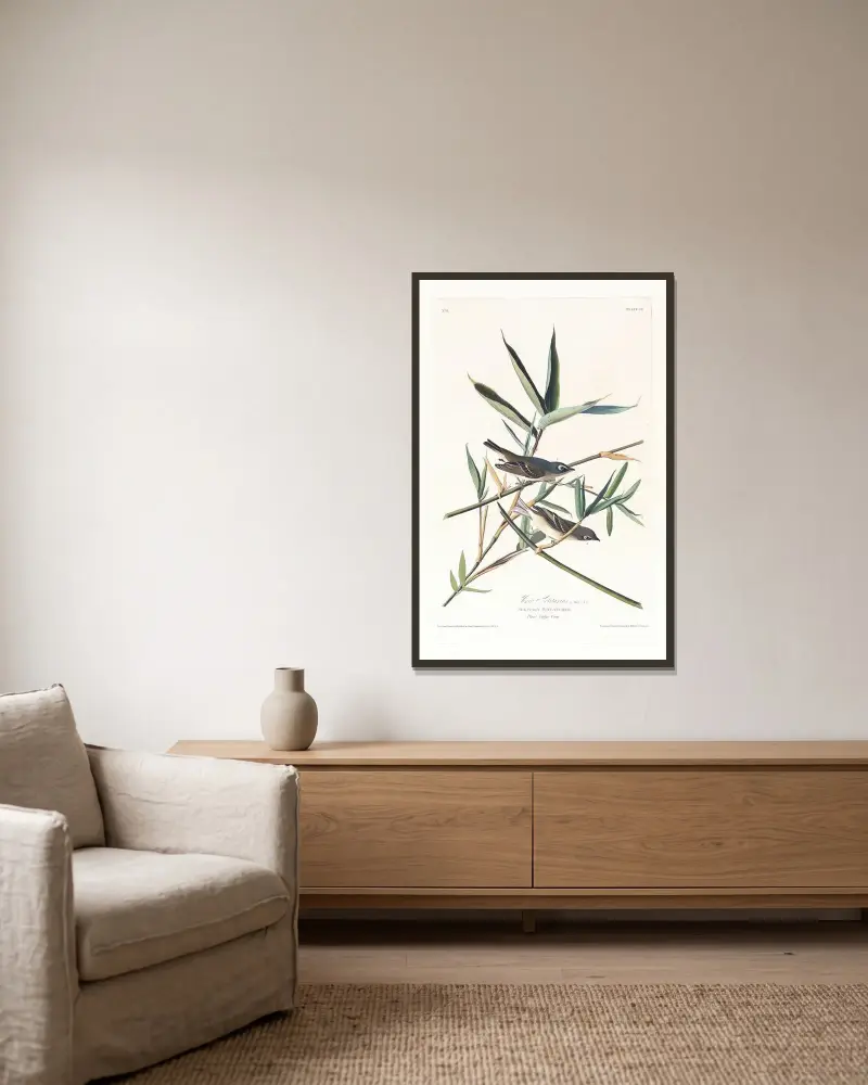 Vireo solitarius von John James Audubon gerahmt an einer Wand