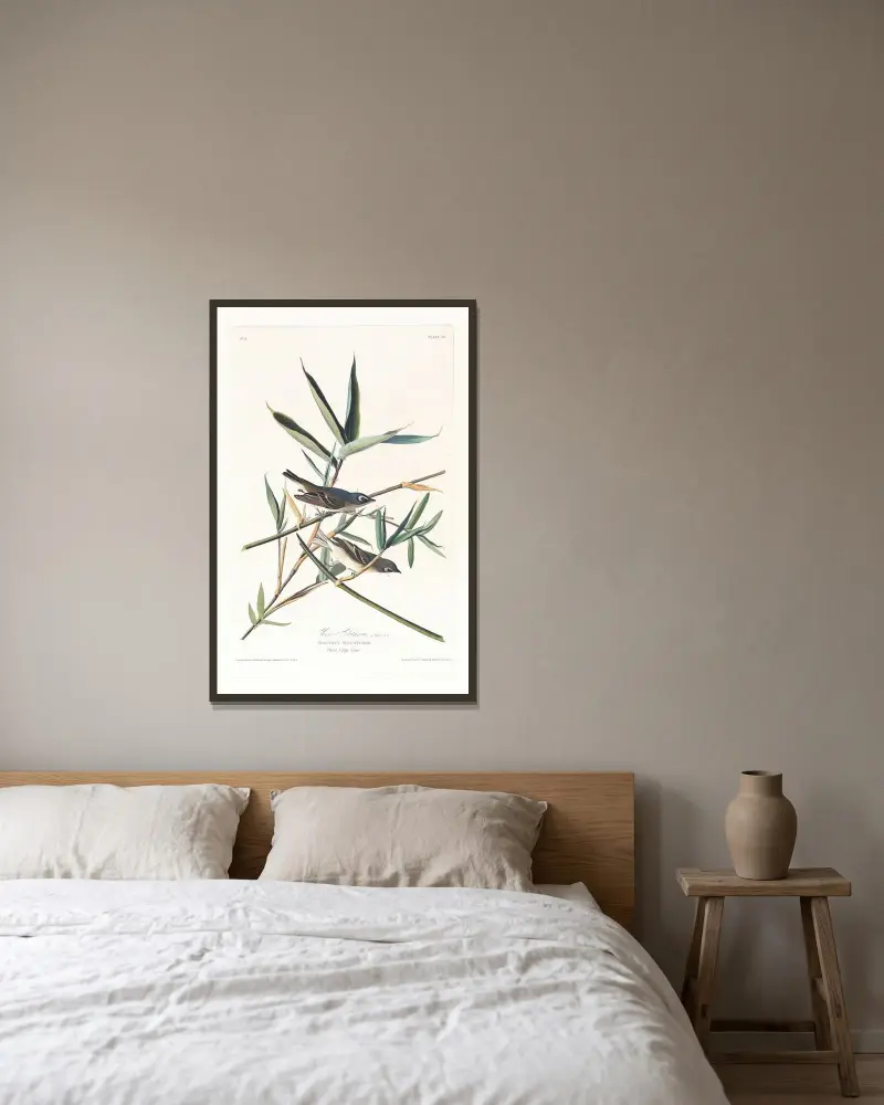Vireo solitarius von John James Audubon gerahmt an einer Wand