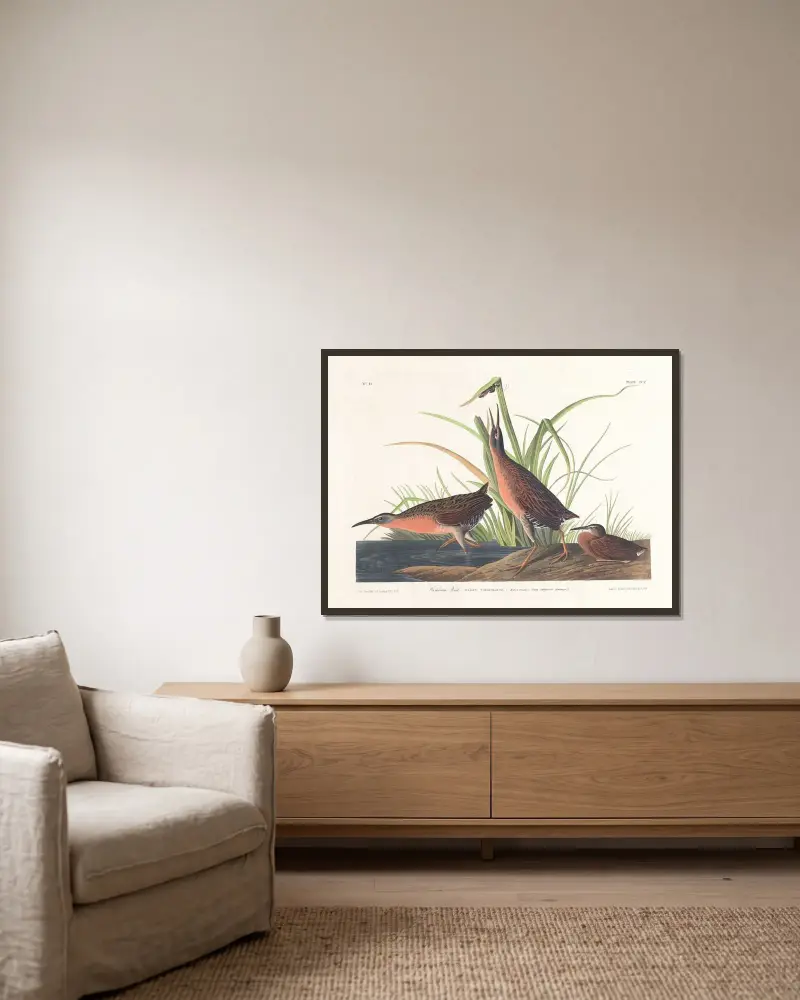 Virginia rail av John James Audubon inramad på en vägg