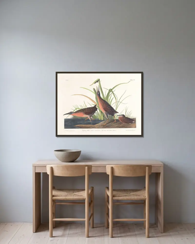 Virginia rail av John James Audubon inramad på en vägg
