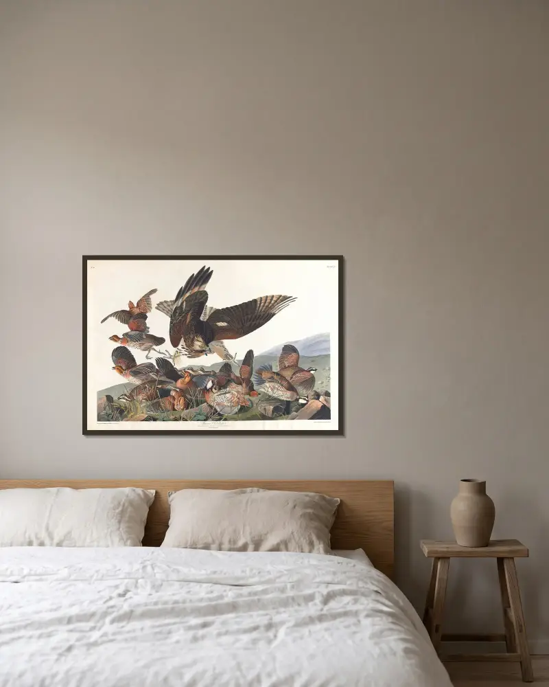 Virginian partridge av John James Audubon inramad på en vägg