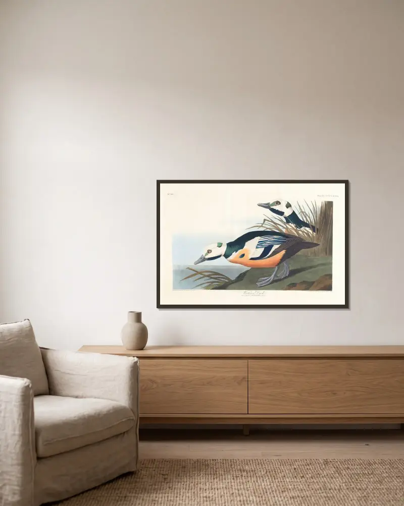 Westliche Ente von John James Audubon gerahmt an einer Wand