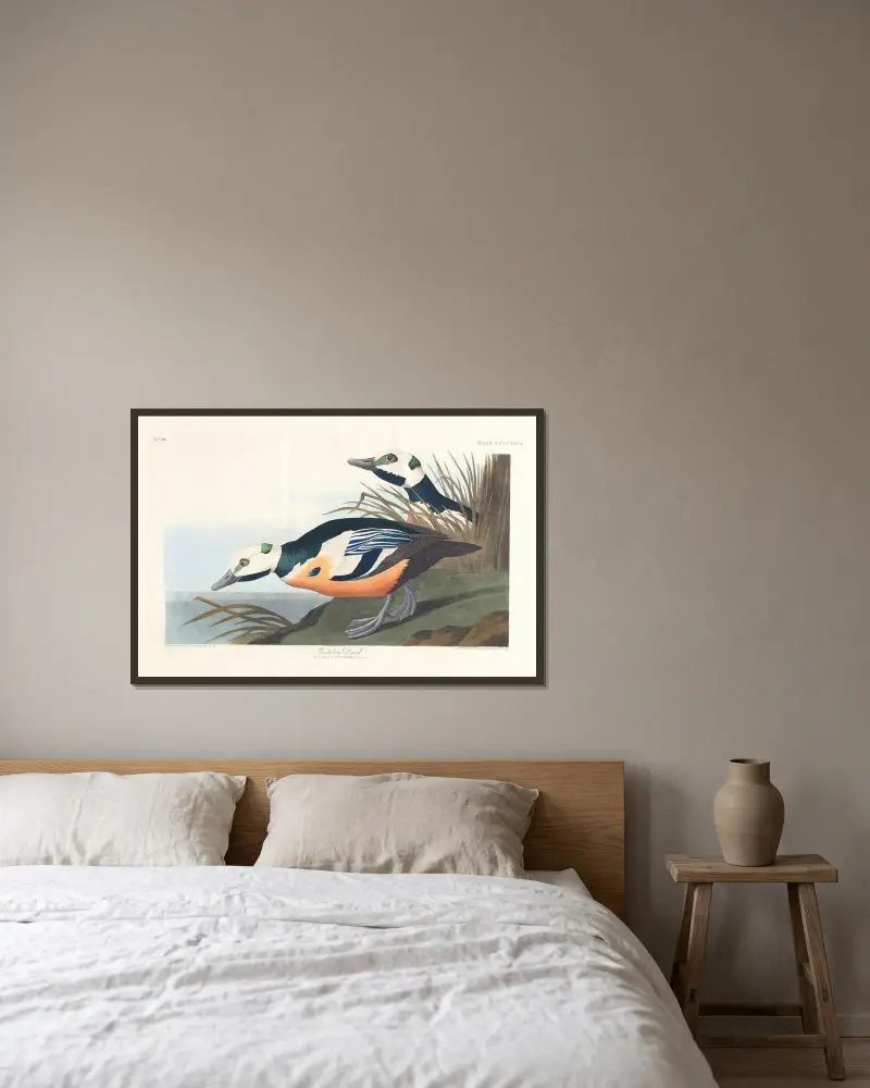 Westliche Ente von John James Audubon gerahmt an einer Wand