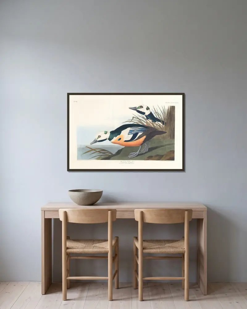 Westliche Ente von John James Audubon gerahmt an einer Wand