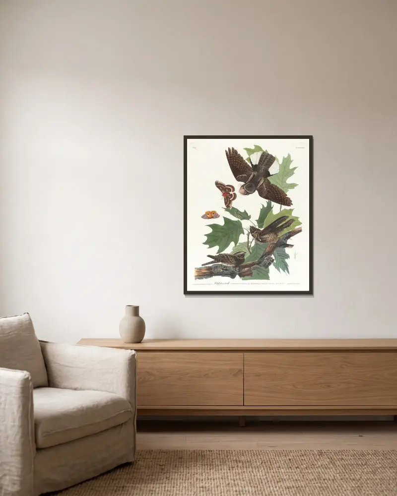 Whip-poor-will av John James Audubon inramad på en vägg