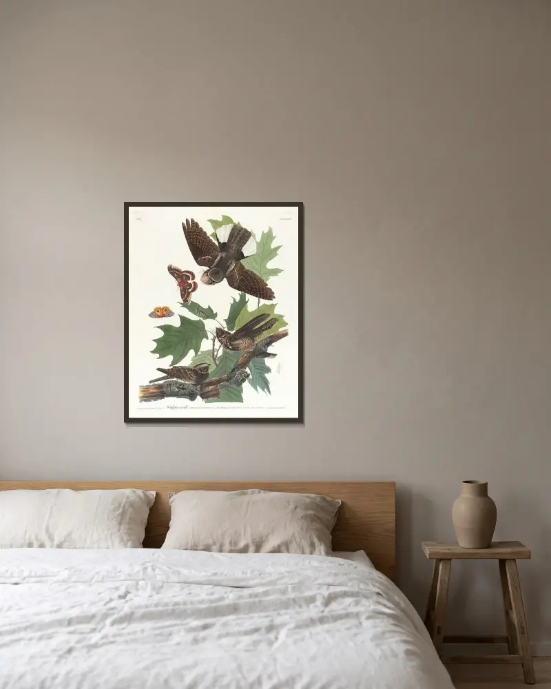 Whip-poor-will av John James Audubon inramad på en vägg