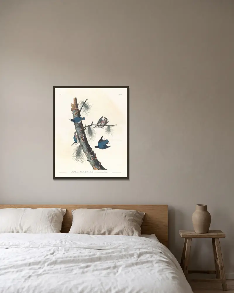 White-breasted black-capped nuthatch av John James Audubon inramad på en vägg
