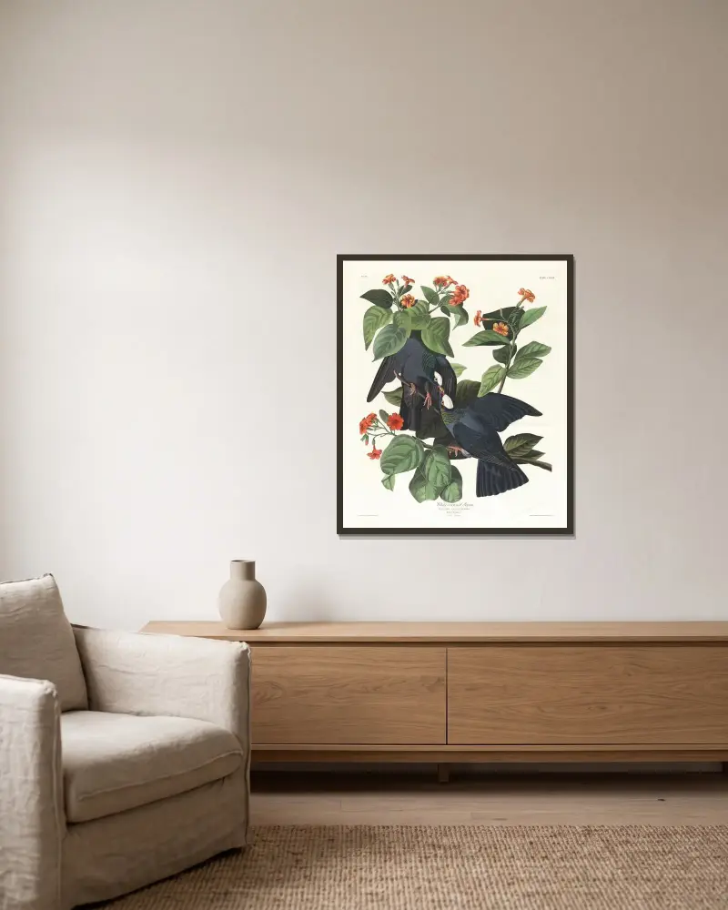 Gołąb białogłowy, John James Audubon w ramie na ścianie