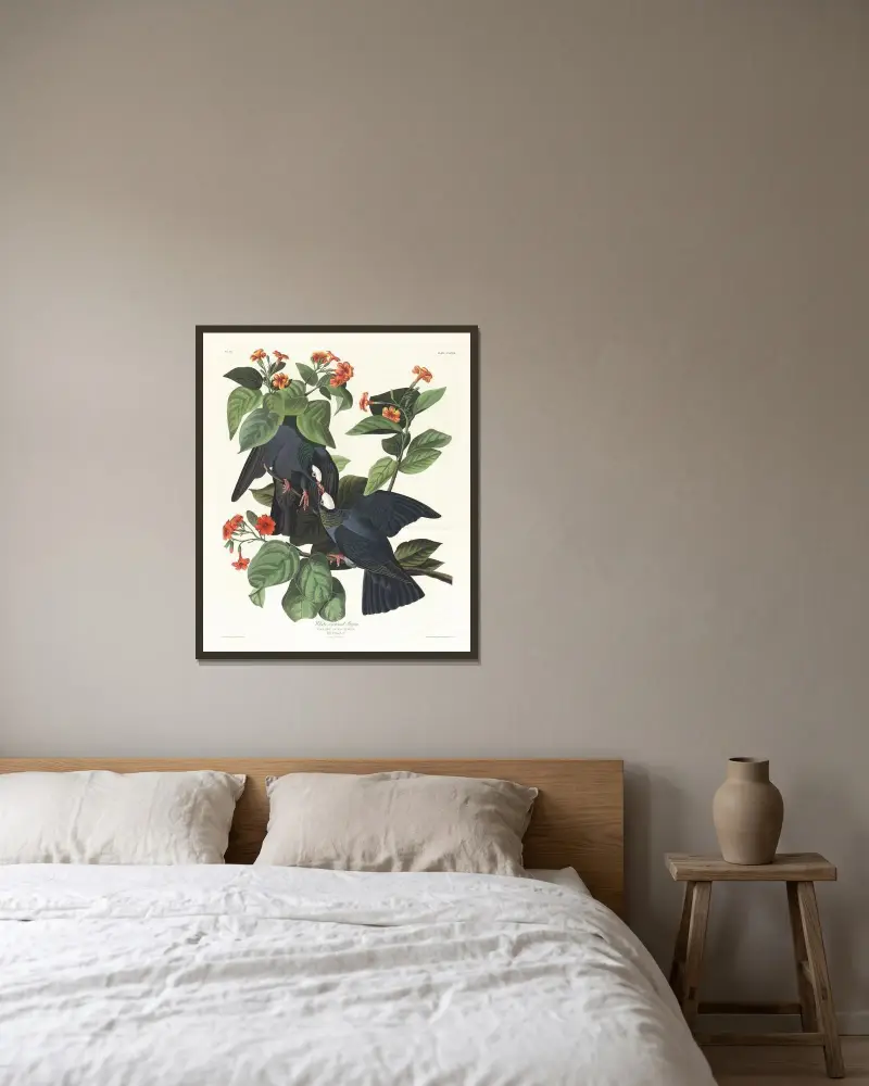 Gołąb białogłowy, John James Audubon w ramie na ścianie