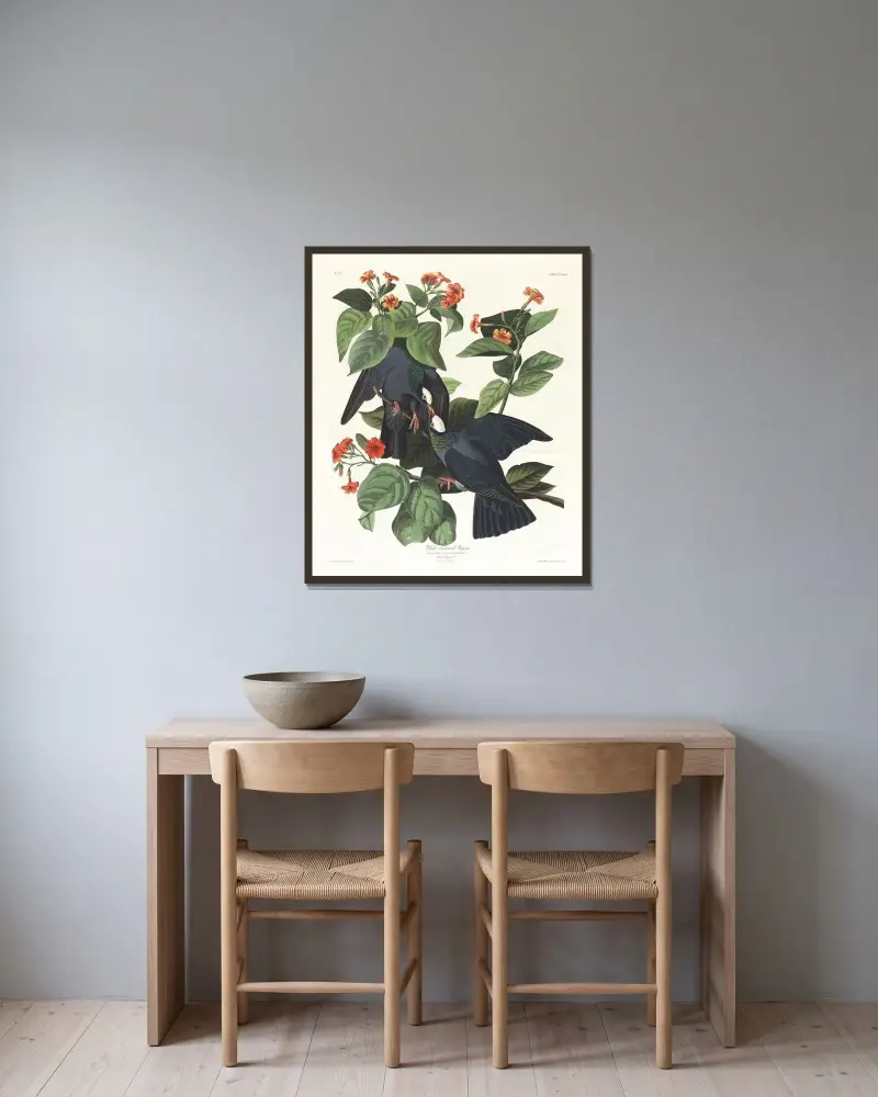 Gołąb białogłowy, John James Audubon w ramie na ścianie