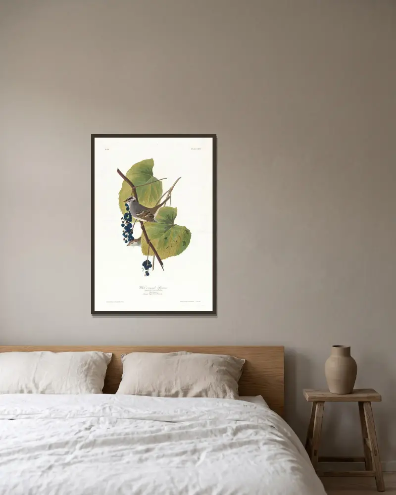 White-crowned sparrow av John James Audubon inramad på en vägg