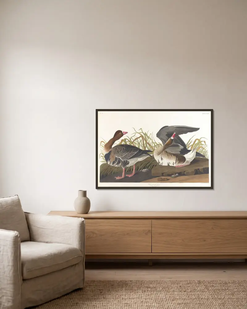White-fronted goose av John James Audubon inramad på en vägg
