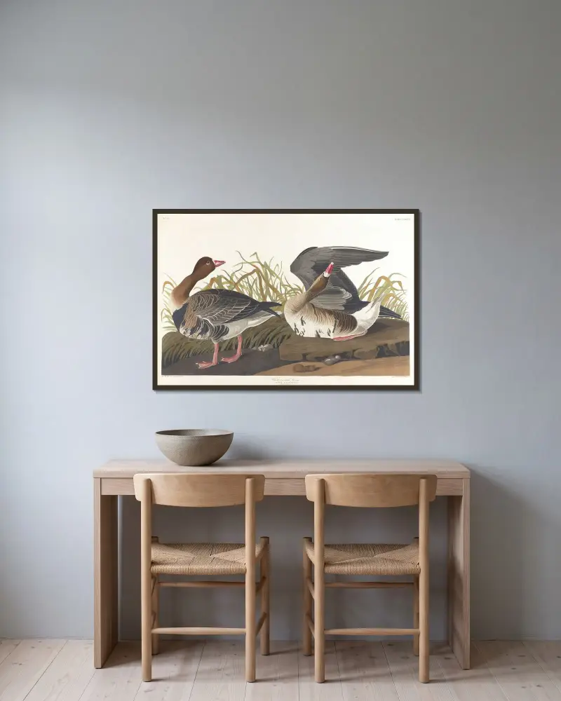 White-fronted goose av John James Audubon inramad på en vägg