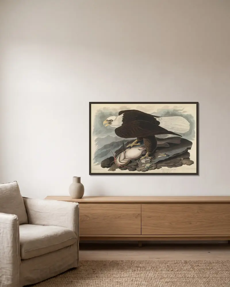 White-headed Eagle, 1827 – nr 2 av John James Audubon inramad på en vägg