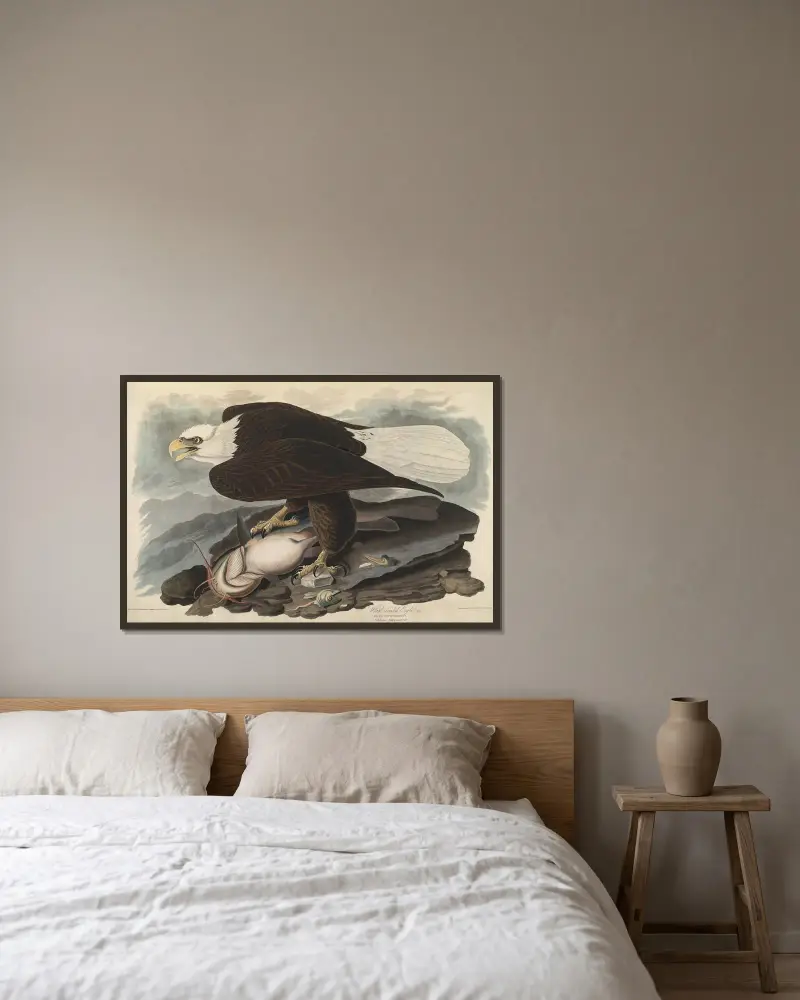 White-headed Eagle, 1827 – nr 2 av John James Audubon inramad på en vägg