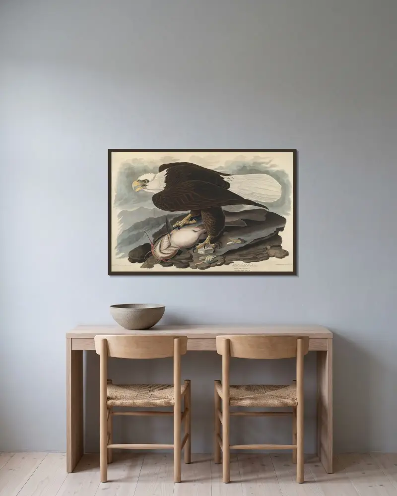 White-headed Eagle, 1827 – nr 2 av John James Audubon inramad på en vägg