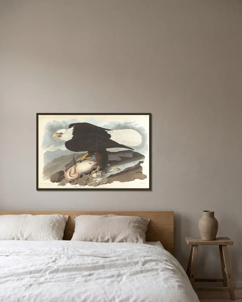 White-headed eagle, 1827 – nr 1 av John James Audubon inramad på en vägg