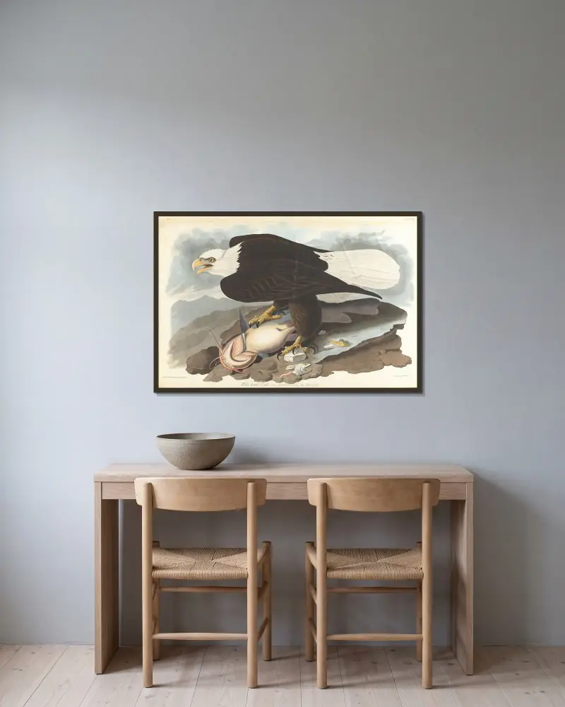 White-headed eagle, 1827 – nr 1 av John James Audubon inramad på en vägg