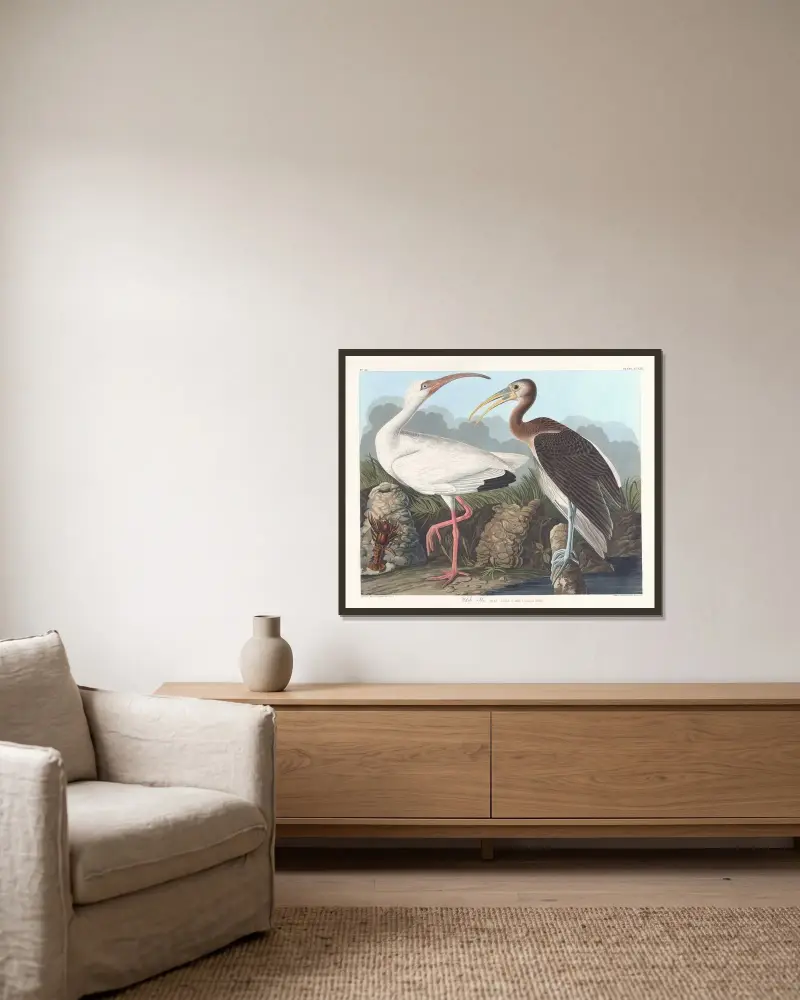 Weißer Ibis von John James Audubon gerahmt an einer Wand