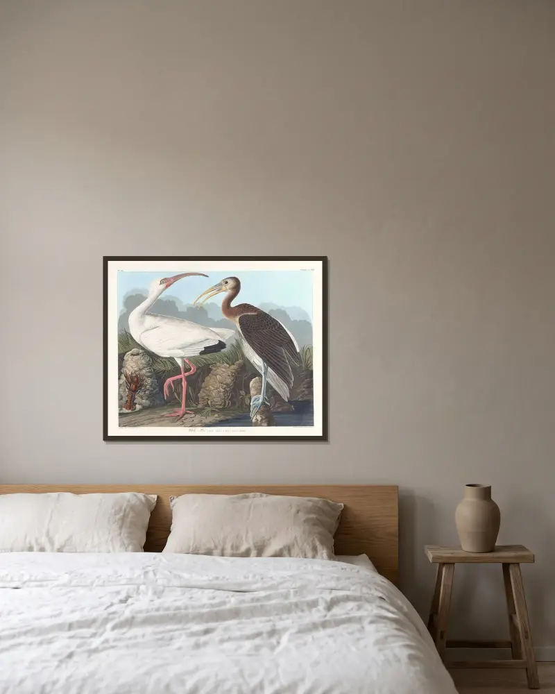 Weißer Ibis von John James Audubon gerahmt an einer Wand