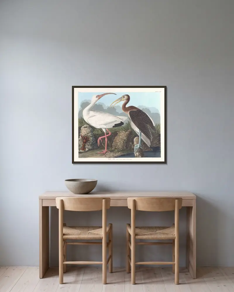 Weißer Ibis von John James Audubon gerahmt an einer Wand
