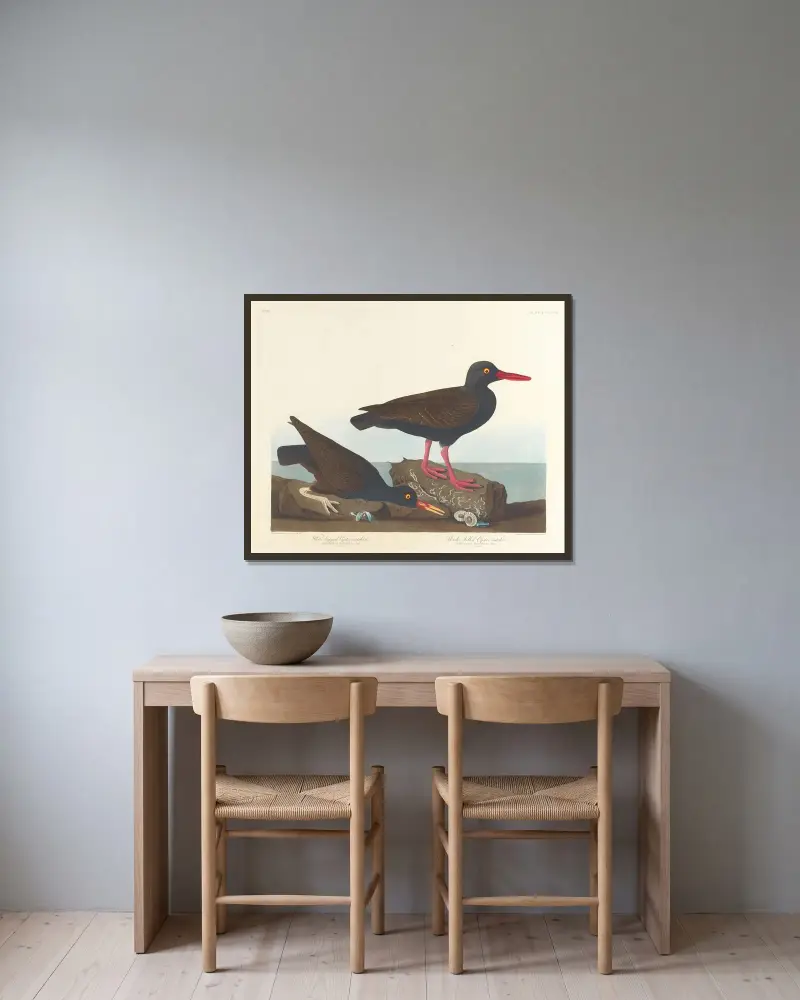 Weißfuß-Austernfischer. Dünnschnabel-Austernfischer von John James Audubon gerahmt an einer Wand