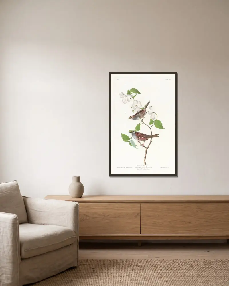 Weißkehlammer von John James Audubon gerahmt an einer Wand