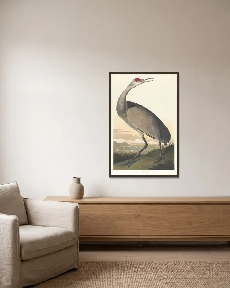 Whooping crane av John James Audubon inramad på en vägg