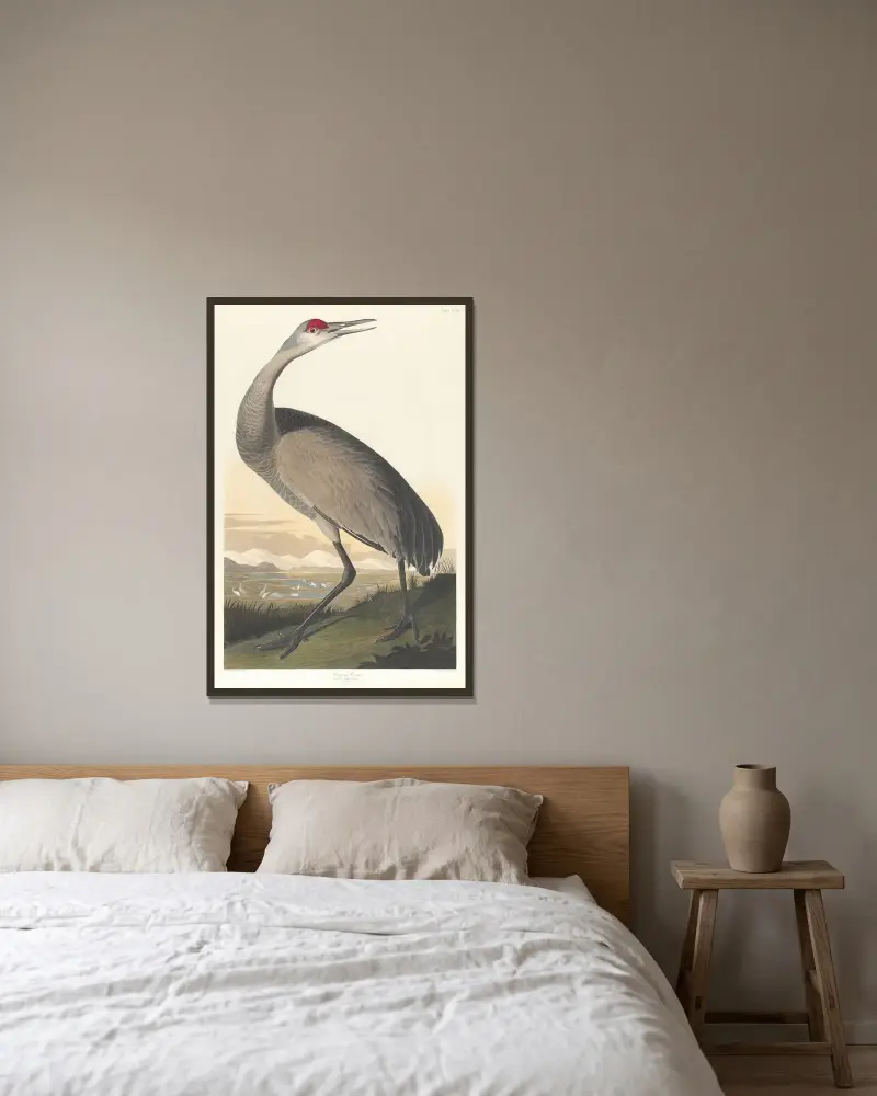 Whooping crane av John James Audubon inramad på en vägg