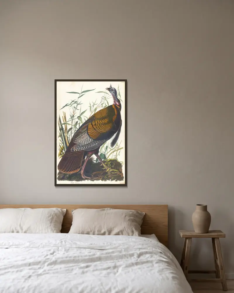 Wild turkey, 1827 – nr 1 av John James Audubon inramad på en vägg