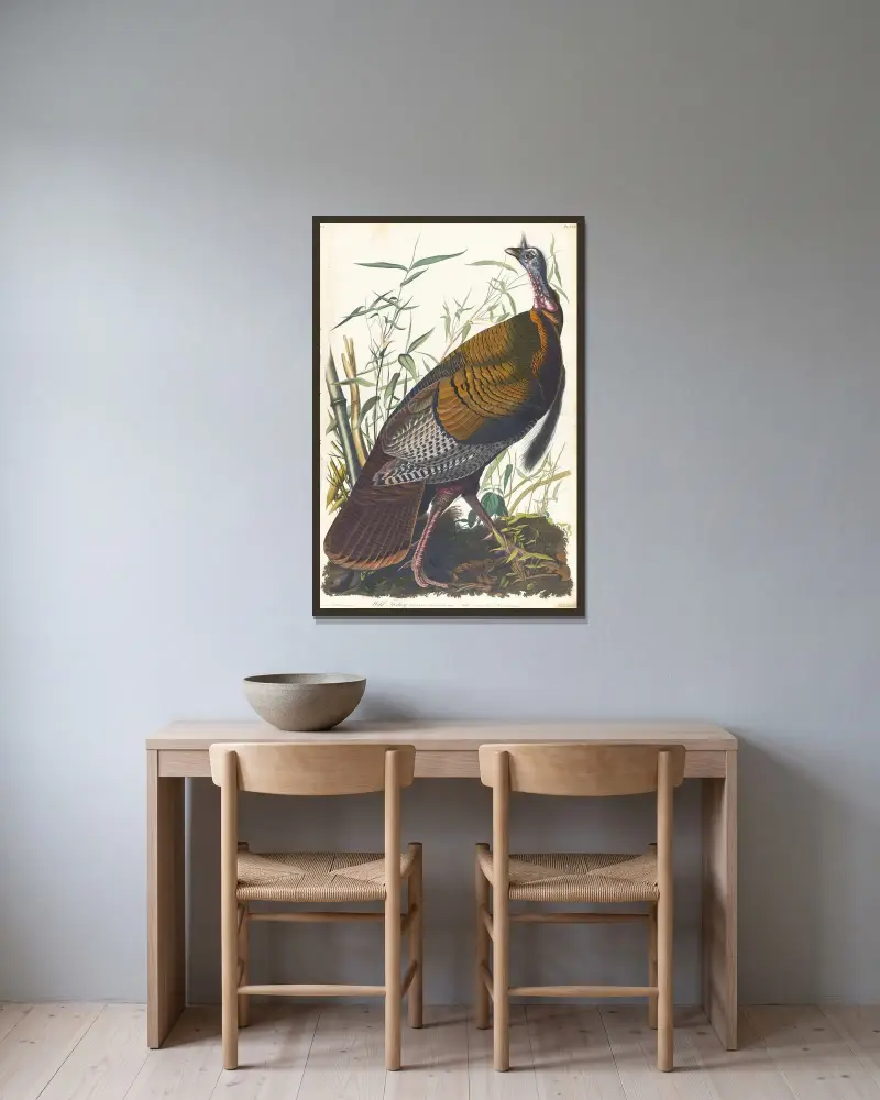Wild turkey, 1827 – nr 1 av John James Audubon inramad på en vägg