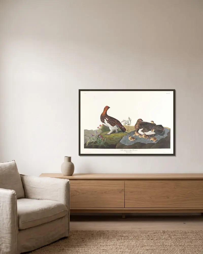 Weidenschneehuhn oder großes Moorschneehuhn von John James Audubon gerahmt an einer Wand