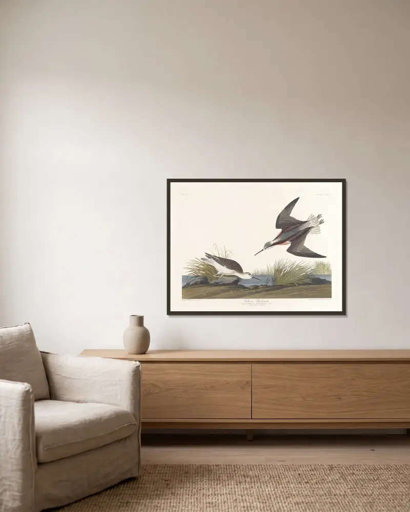 Wilson’s phalarope av John James Audubon inramad på en vägg