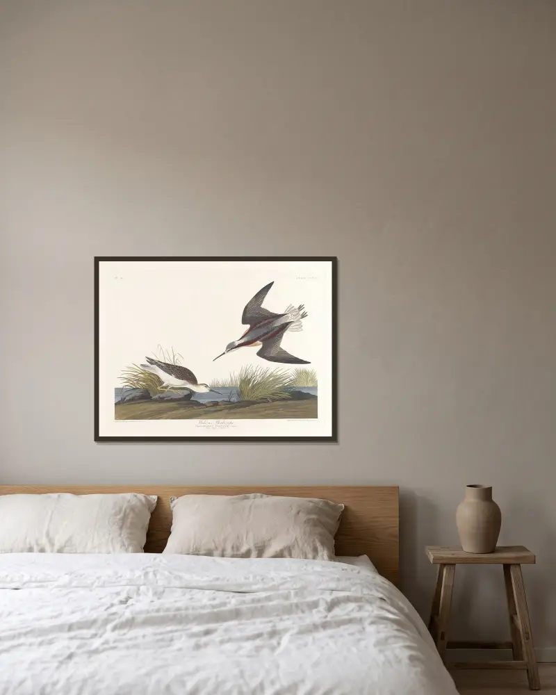 Wilson’s phalarope av John James Audubon inramad på en vägg