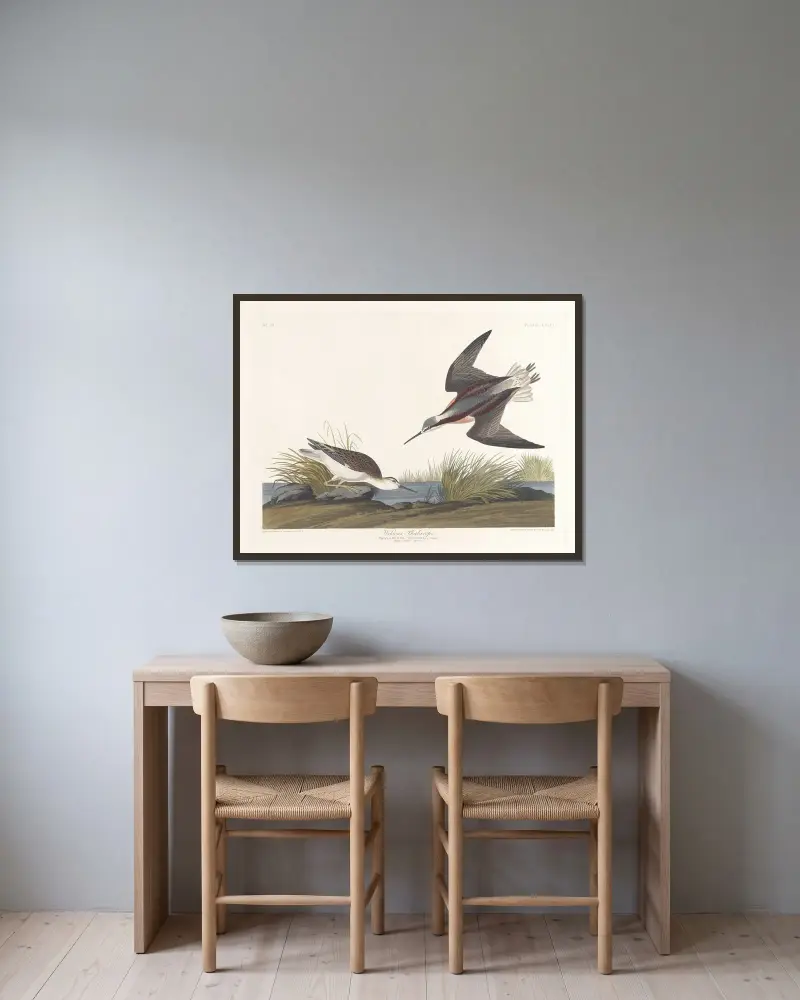 Wilson’s phalarope av John James Audubon inramad på en vägg