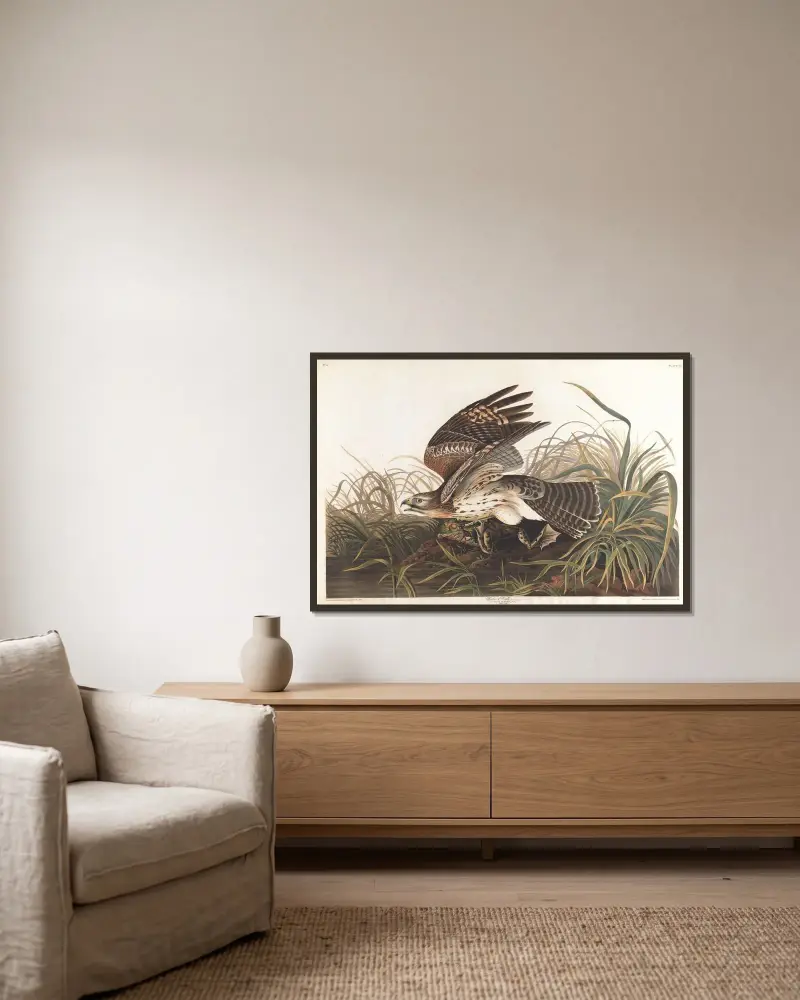 Winter hawk av John James Audubon inramad på en vägg