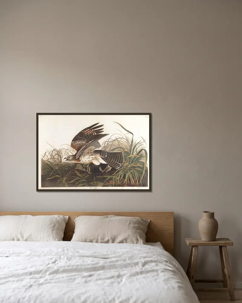 Winter hawk av John James Audubon inramad på en vägg