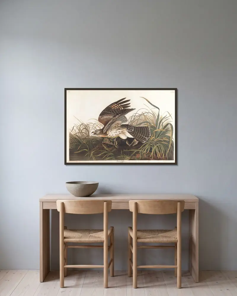 Winter hawk av John James Audubon inramad på en vägg